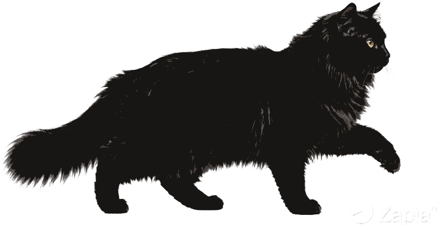 Gato negro
